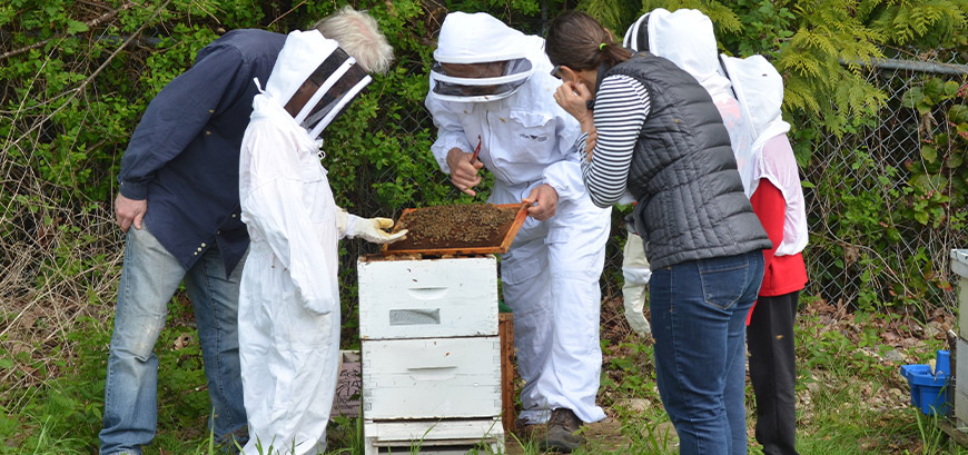 Apiary research
