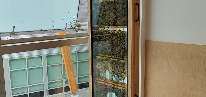 Bees in classroom