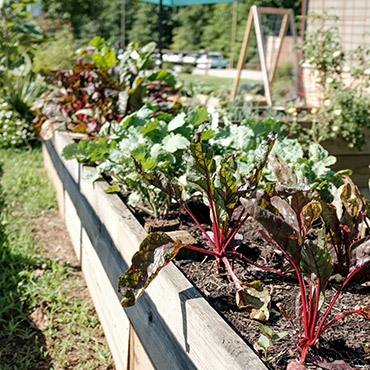 Beets in a community garden