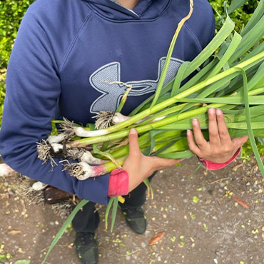 Holding green onions