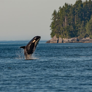 Orca on the coast of BC